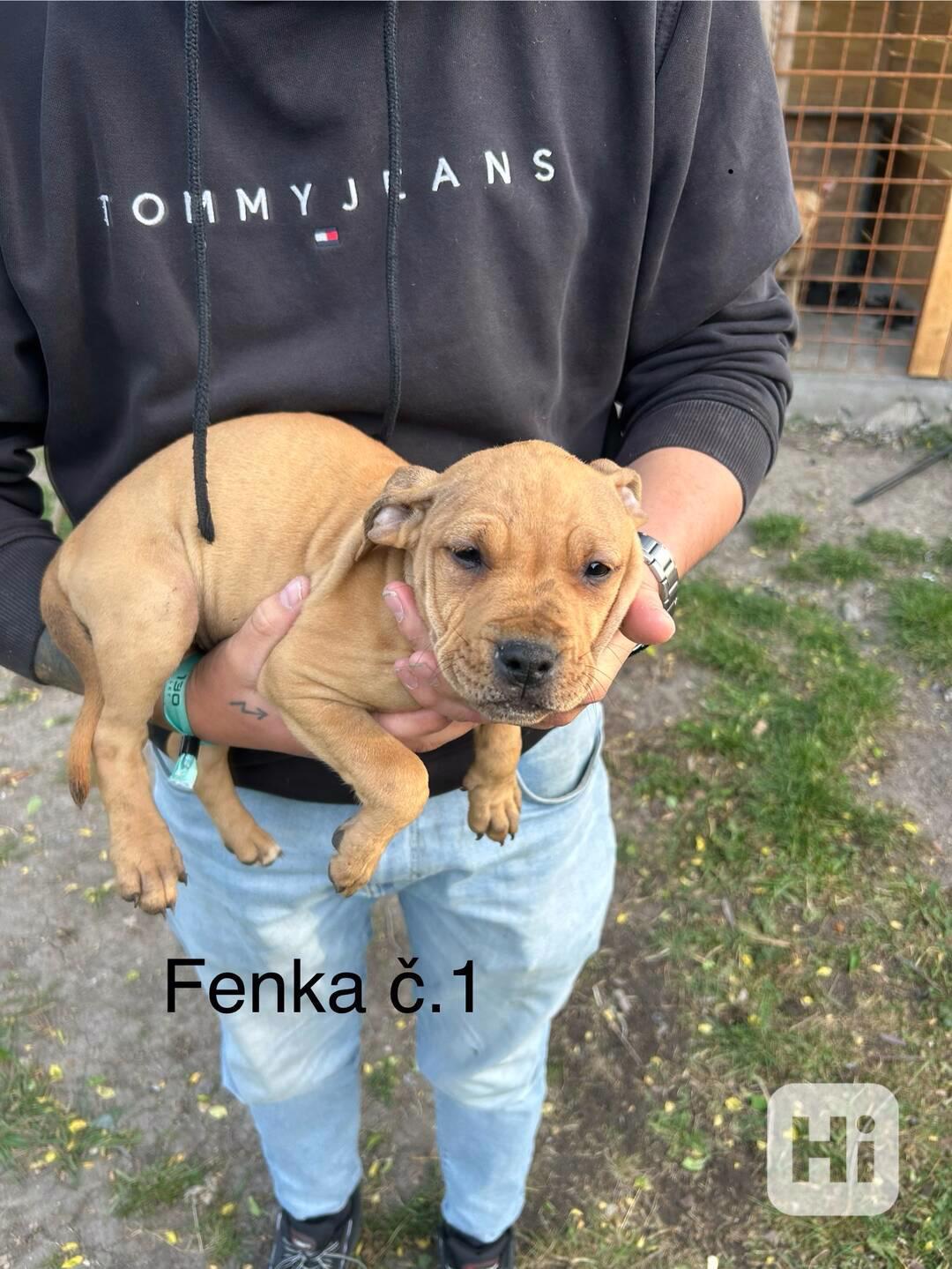 Americký pitbullterier  - foto 1