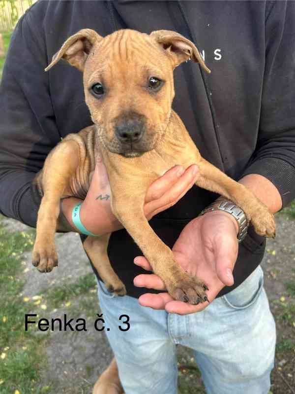 Americký pitbullterier  - foto 3
