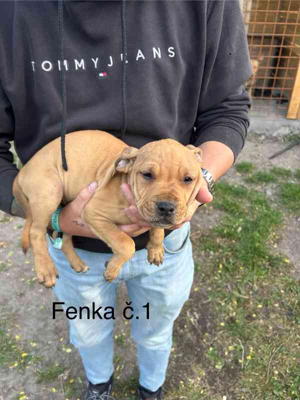 Americký pitbullterier - foto 1