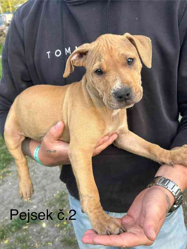 Americký pitbullterier  - foto 6