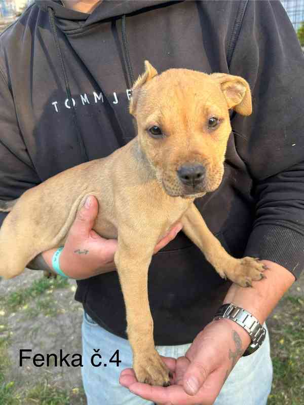 Americký pitbullterier  - foto 4