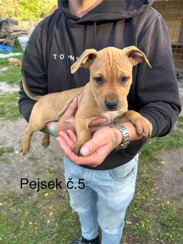 Americký pitbullterier  - foto 9