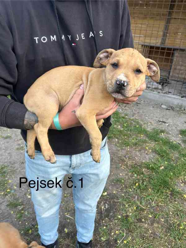 Americký pitbullterier  - foto 5