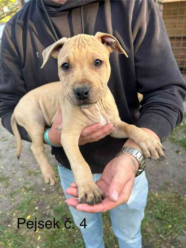 Americký pitbullterier  - foto 8
