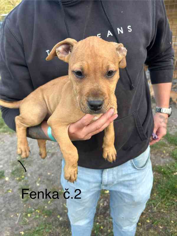 Americký pitbullterier  - foto 2