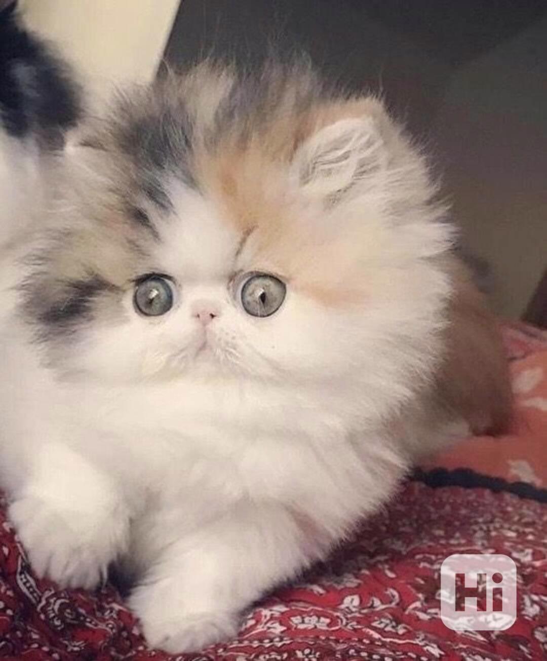 2 rozkošná perská koťátka - foto 1