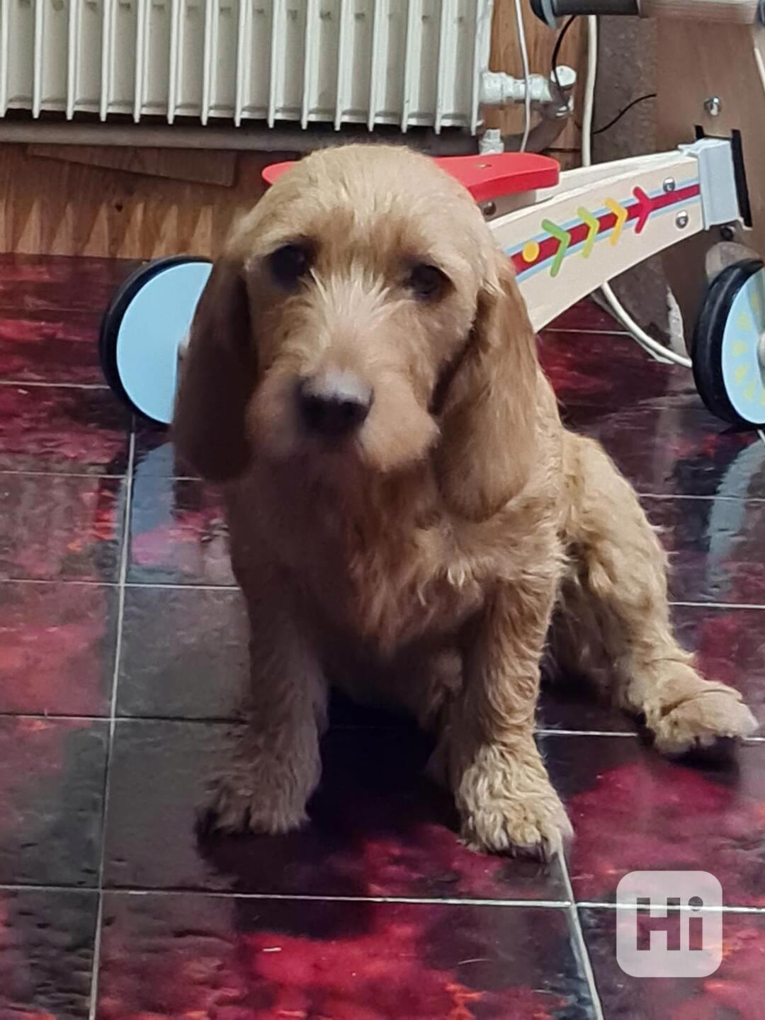 Plavý bretaňský baset je krátkonohé plemeno. Setkat se s ním - foto 1