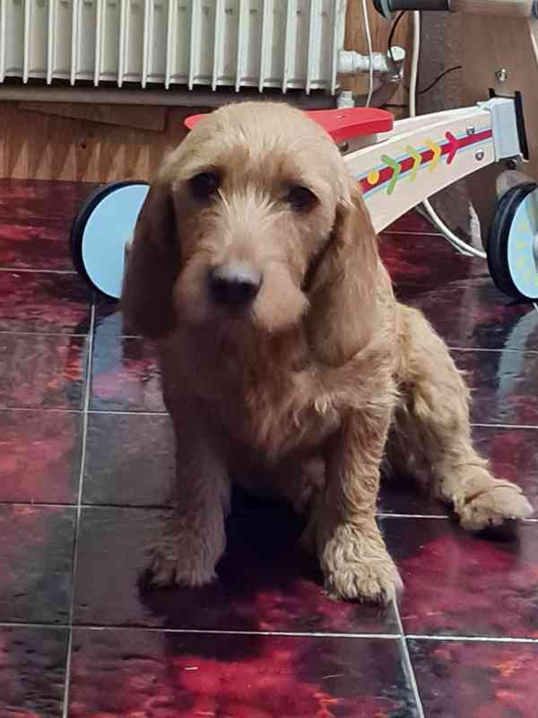 Plavý bretaňský baset je krátkonohé plemeno. Setkat se s ním - foto 1