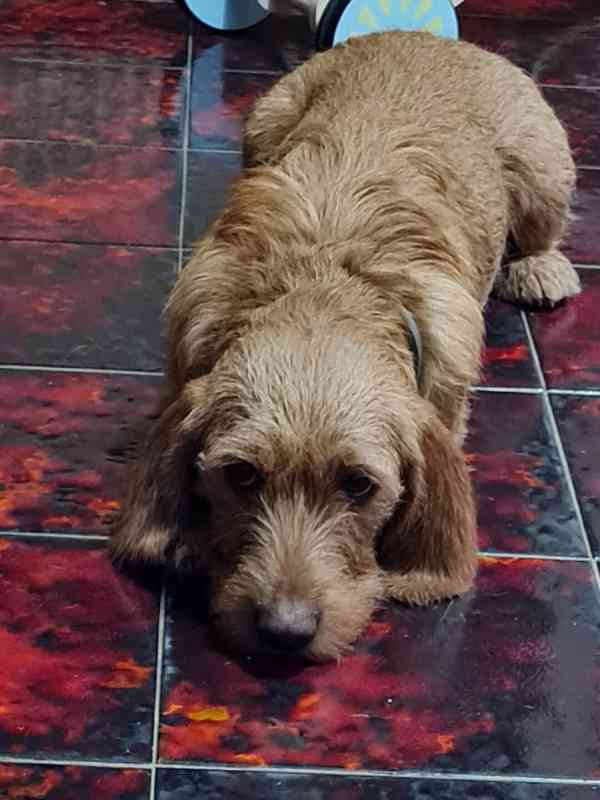 Plavý bretaňský baset je krátkonohé plemeno. Setkat se s ním - foto 2