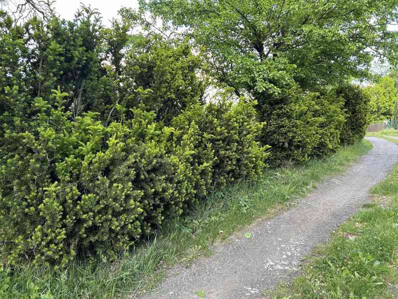 Prodej zahrady 376 m², Stružnice - Bořetín. - foto 3