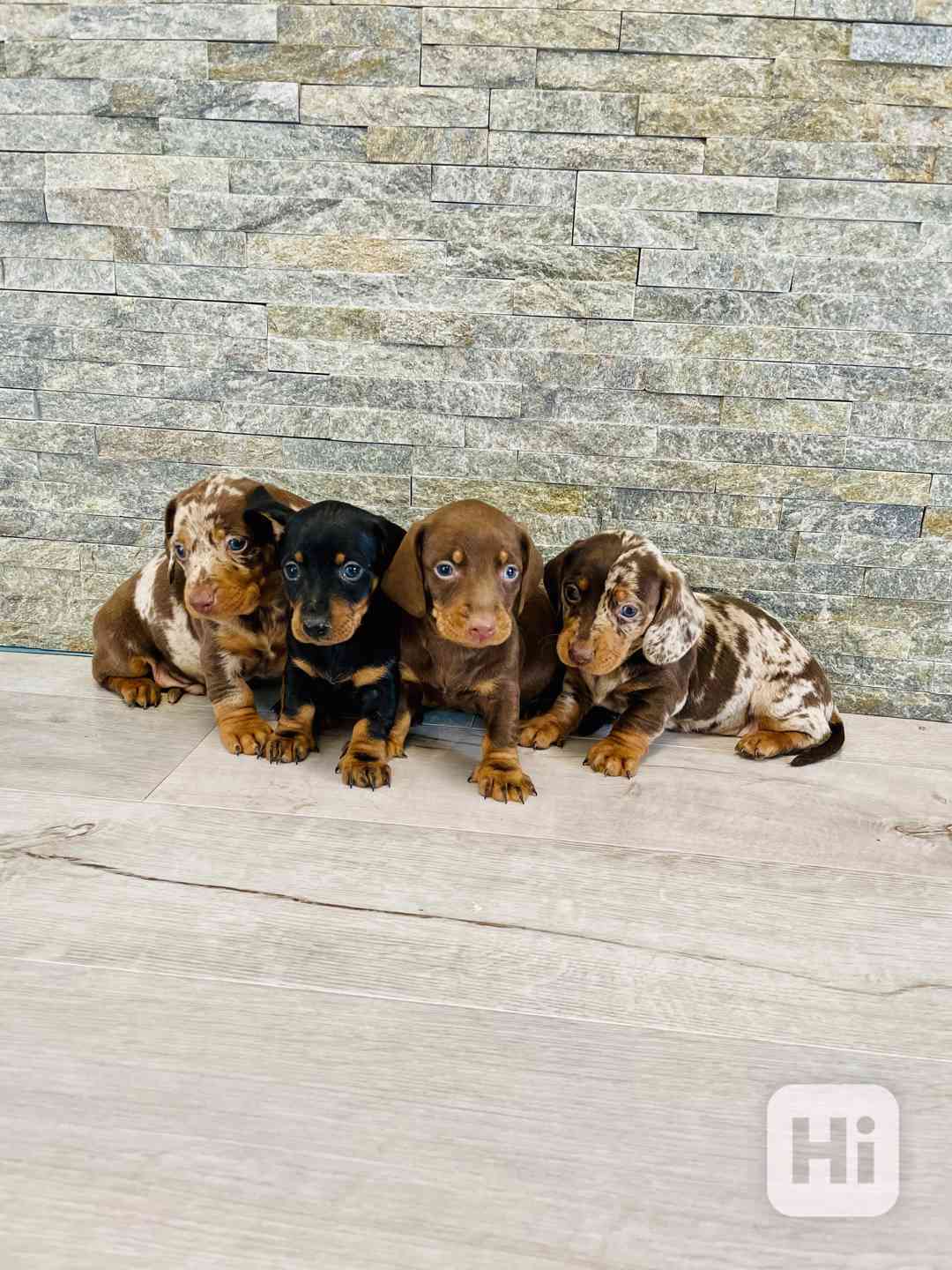 Jezevčík trpasličí hladkosrstý  - foto 1