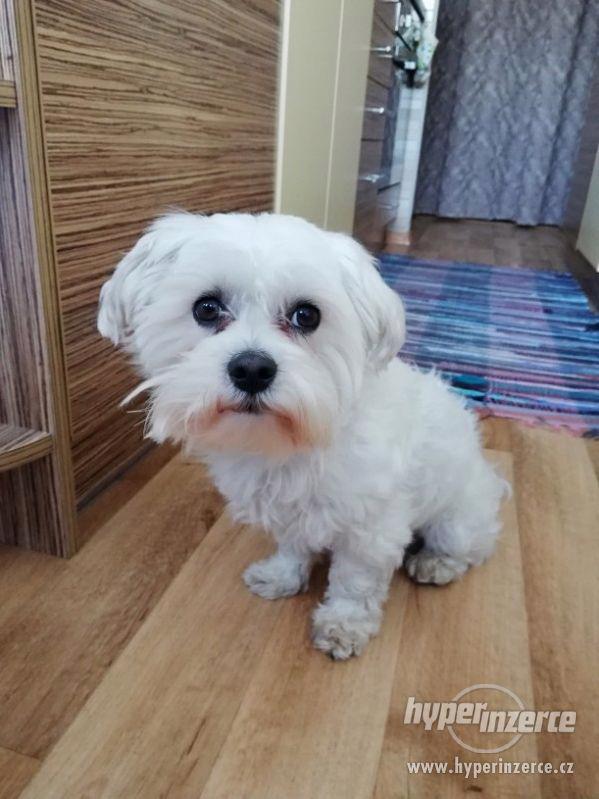 krytí maltézského psa - foto 1