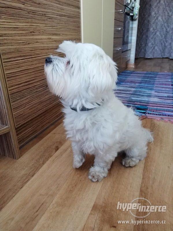 krytí maltézského psa - foto 2