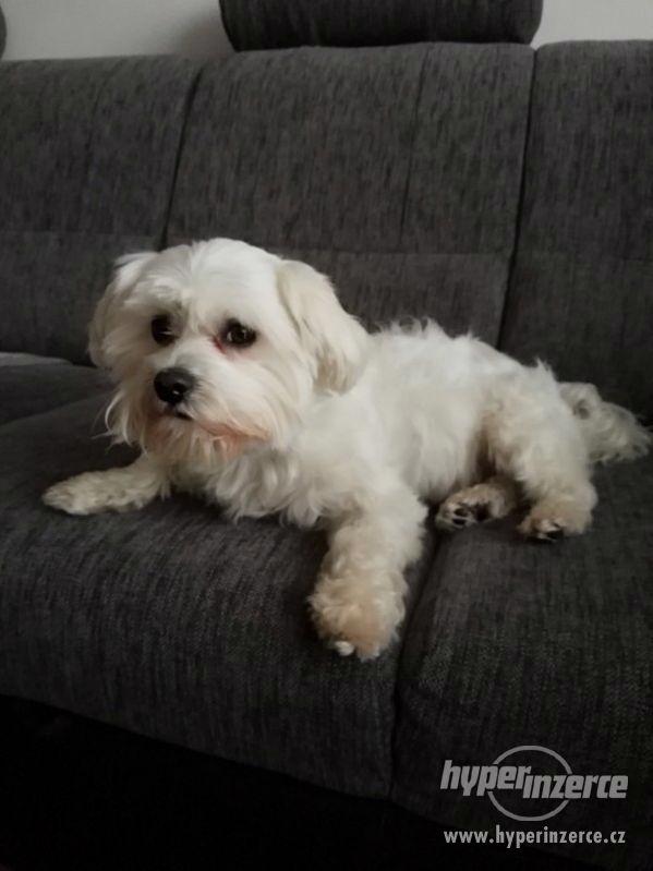 krytí maltézského psa - foto 3