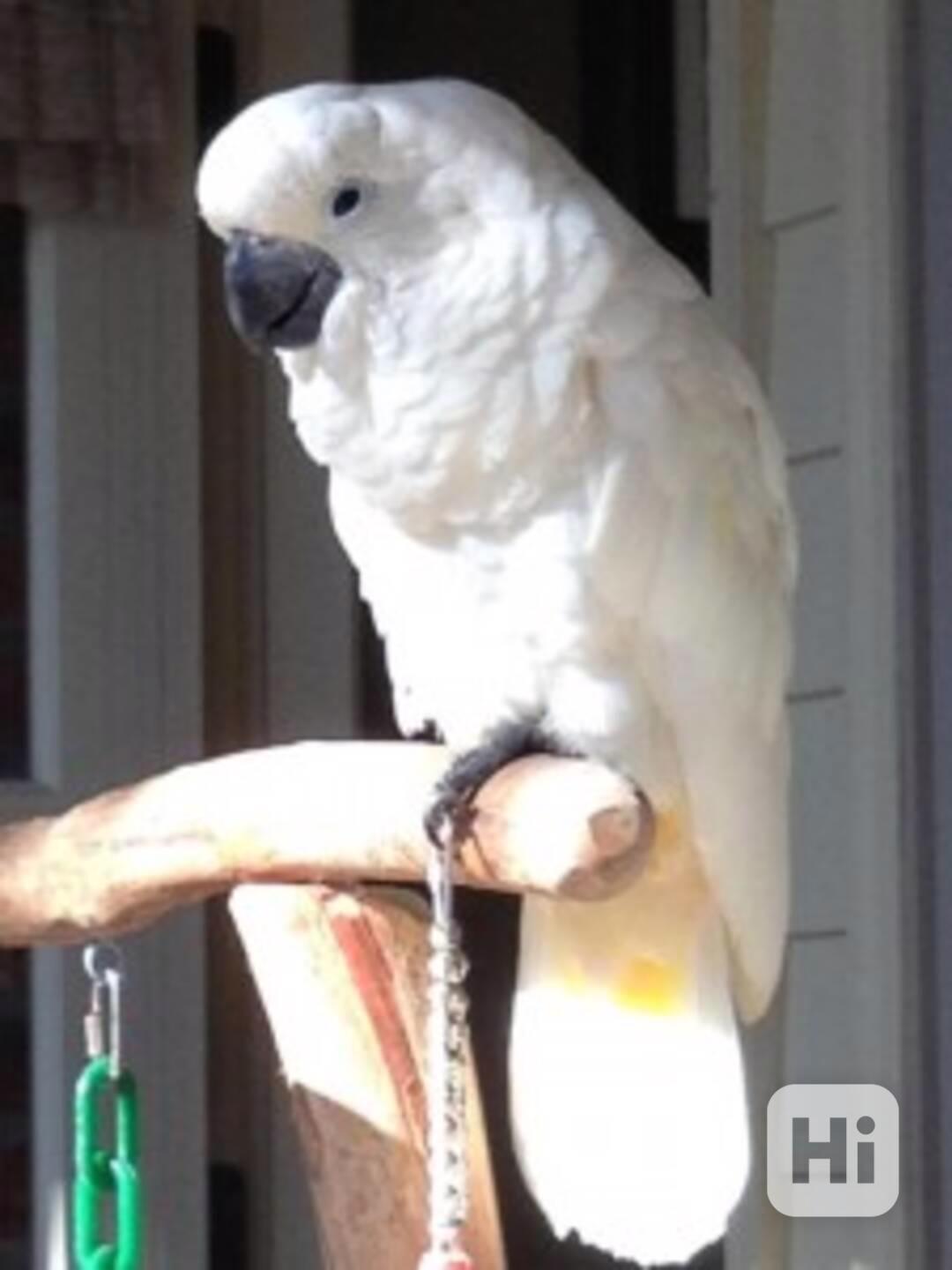 Dvouletá samice kakadu deštníkového - foto 1