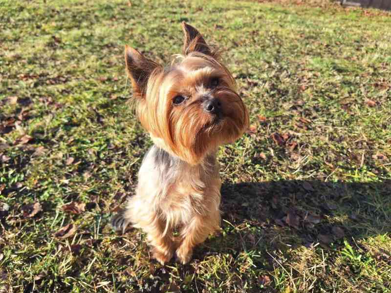 Jorkšírský teriér krytí, připuštění - foto 9