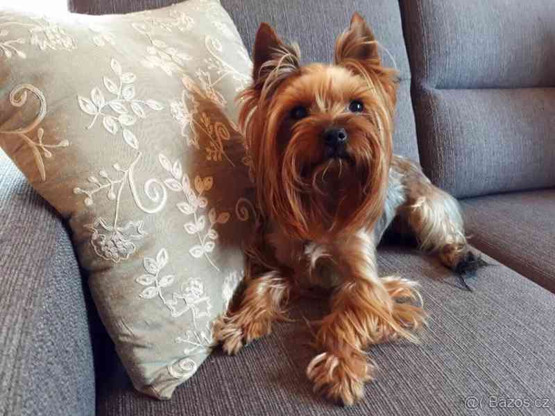 Jorkšírský teriér krytí, připuštění - foto 5