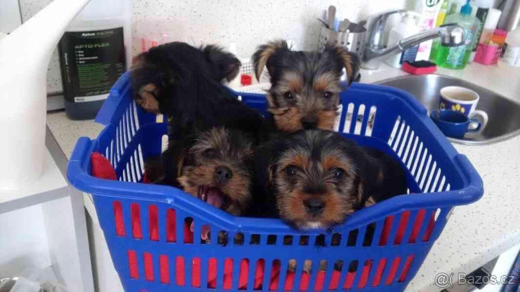 Jorkšírský teriér krytí, připuštění - foto 19