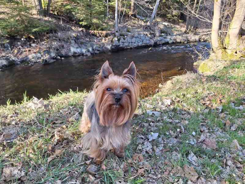 Jorkšírský teriér krytí, připuštění - foto 8