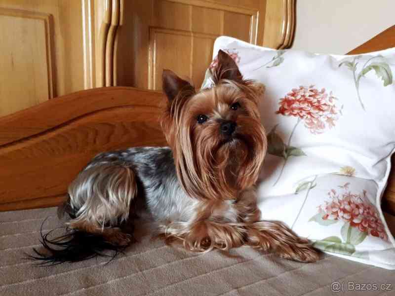 Jorkšírský teriér krytí, připuštění - foto 6