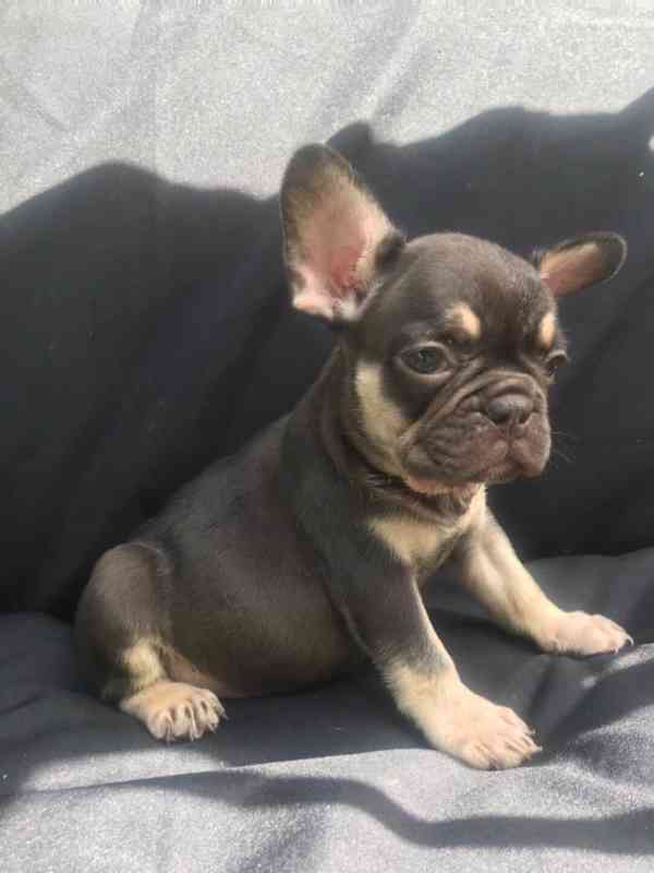Štěňata francouzského buldočka jsou nyní k dispozici - foto 2