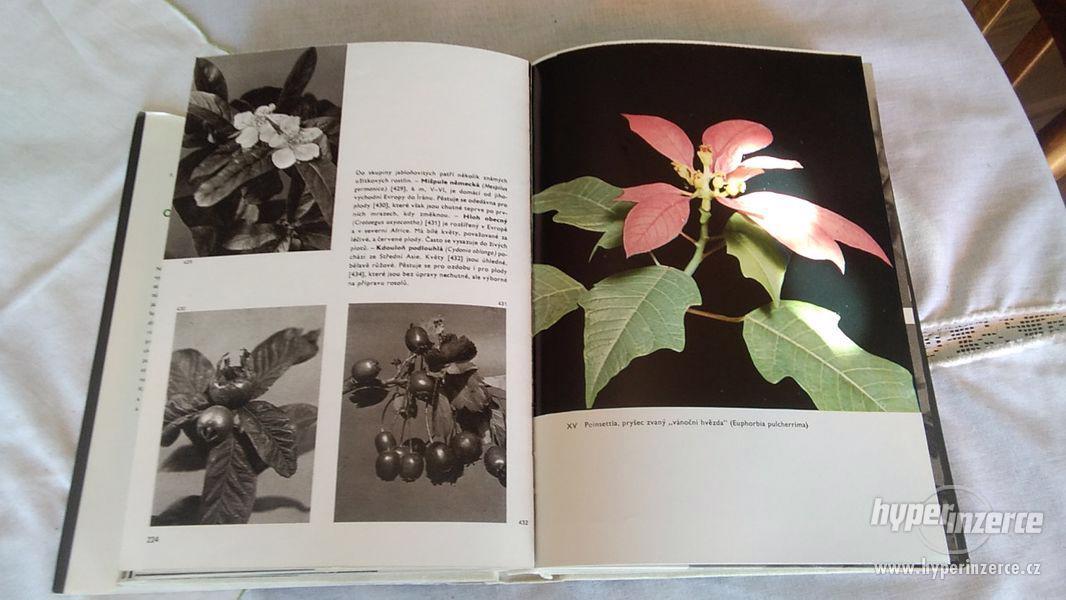 Velký obrazový atlas rostlin - foto 8