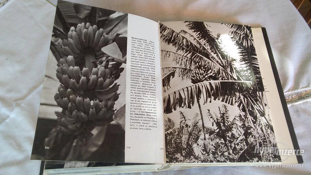 Velký obrazový atlas rostlin - foto 10