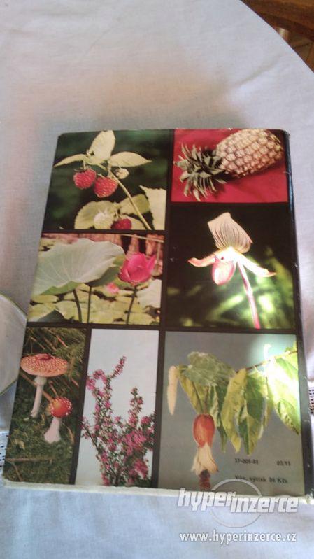 Velký obrazový atlas rostlin - foto 11