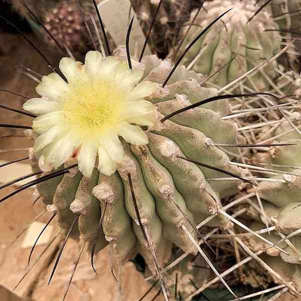 Kaktus Copiapoa dealbata (1 km za odb. na Canto de la Agua)  - foto 1