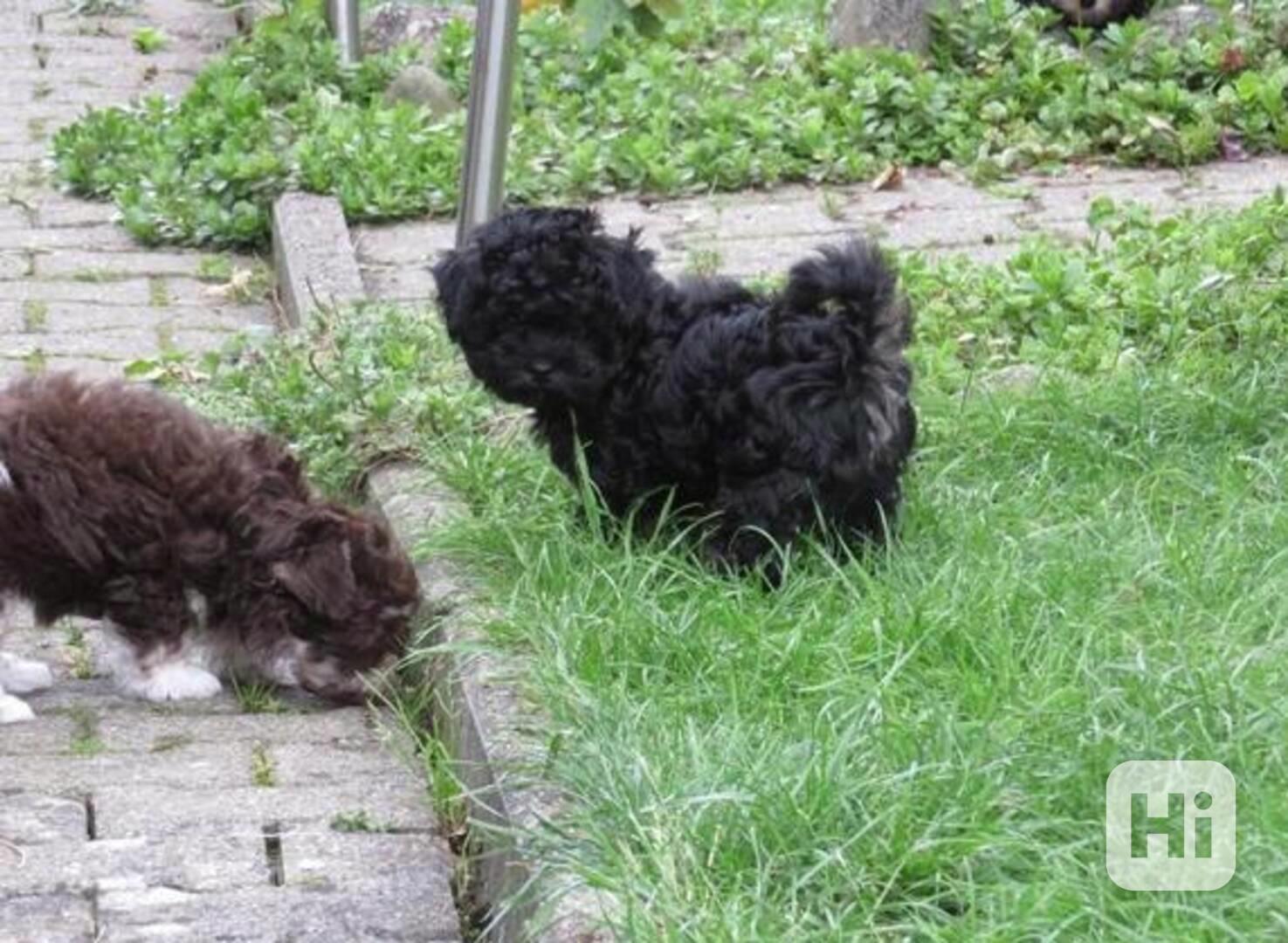 Boloňský psík - foto 1