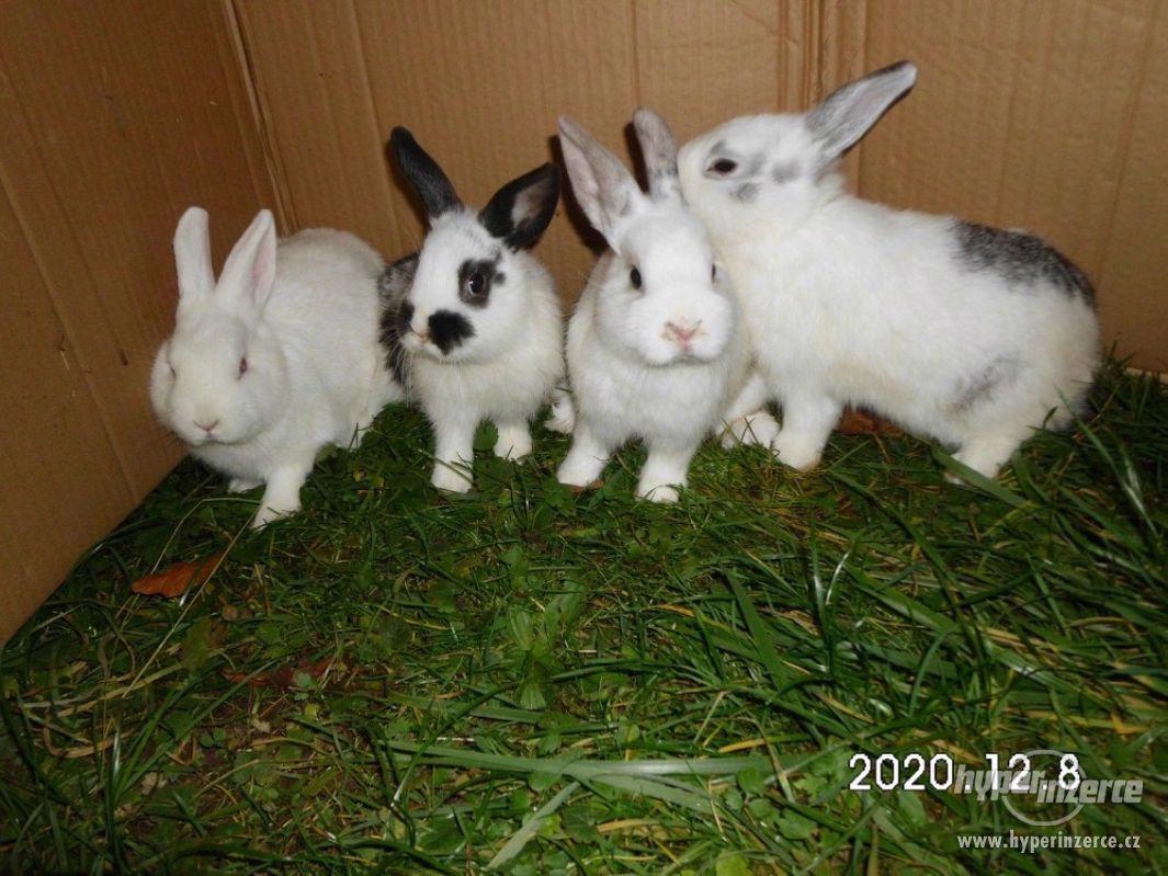Mláďata zakrslých králiků - foto 1