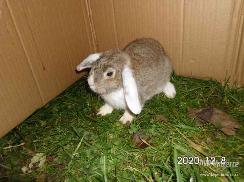 Mláďata zakrslých králiků - foto 2