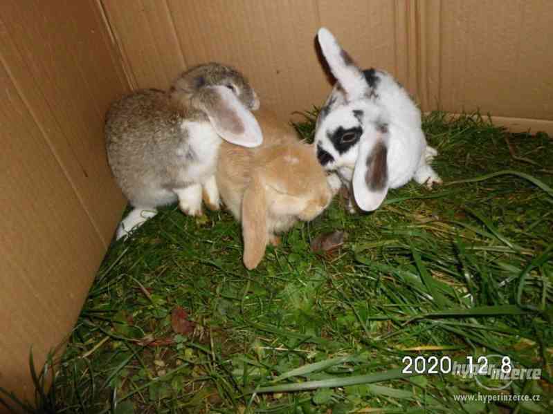 Mláďata zakrslých králiků - foto 4