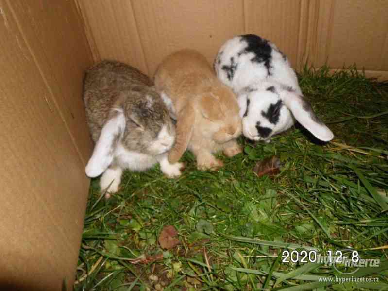 Mláďata zakrslých králiků - foto 5