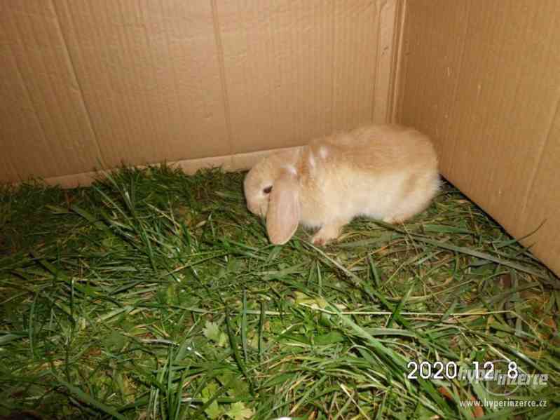 Mláďata zakrslých králiků - foto 7