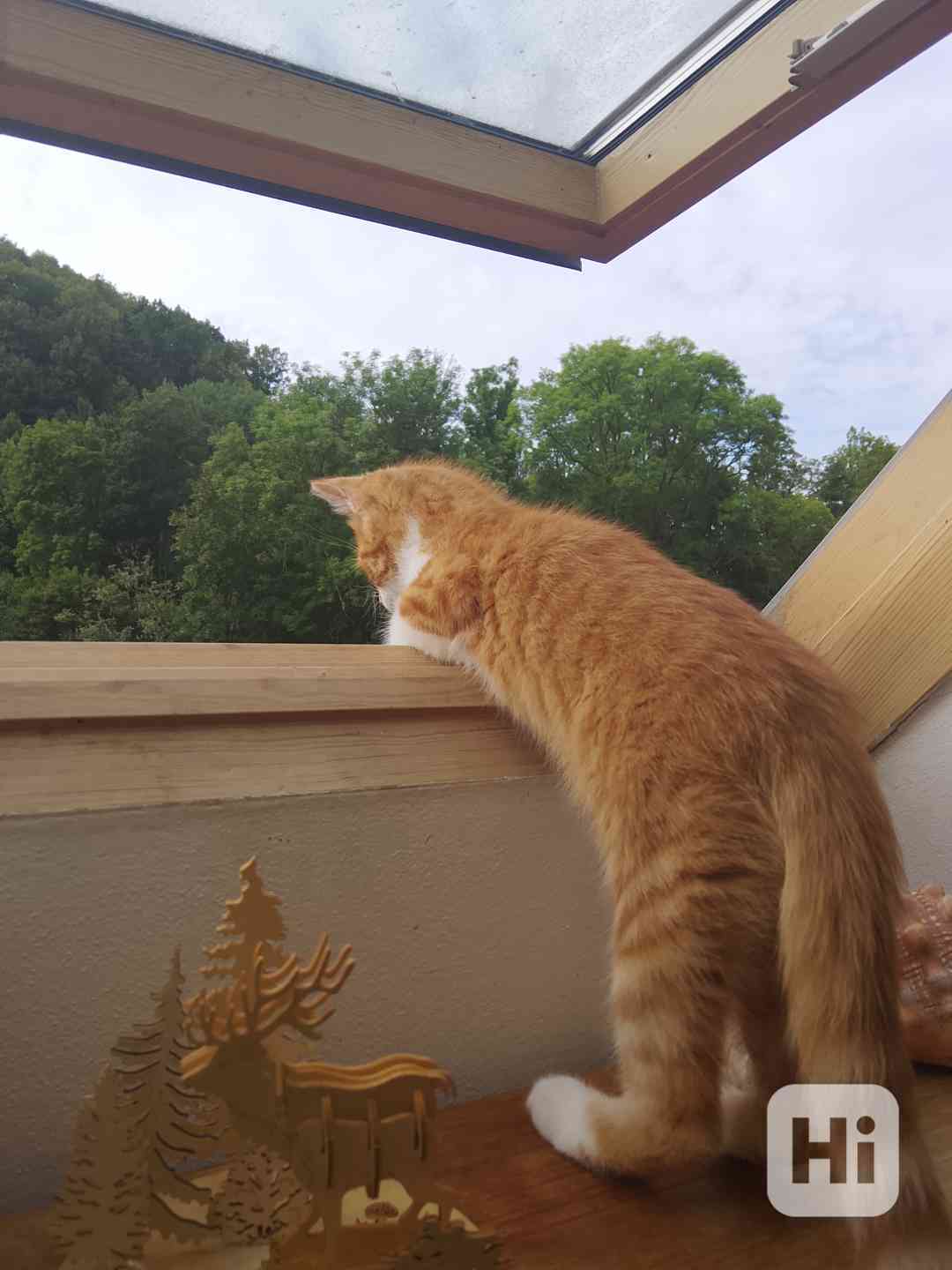 Daruji 4 měsíčního kocourka  - foto 1