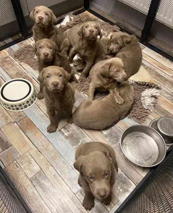 Stříbrní labradoři a retrívři PŘIPRAVENI K ODCHODU - foto 1