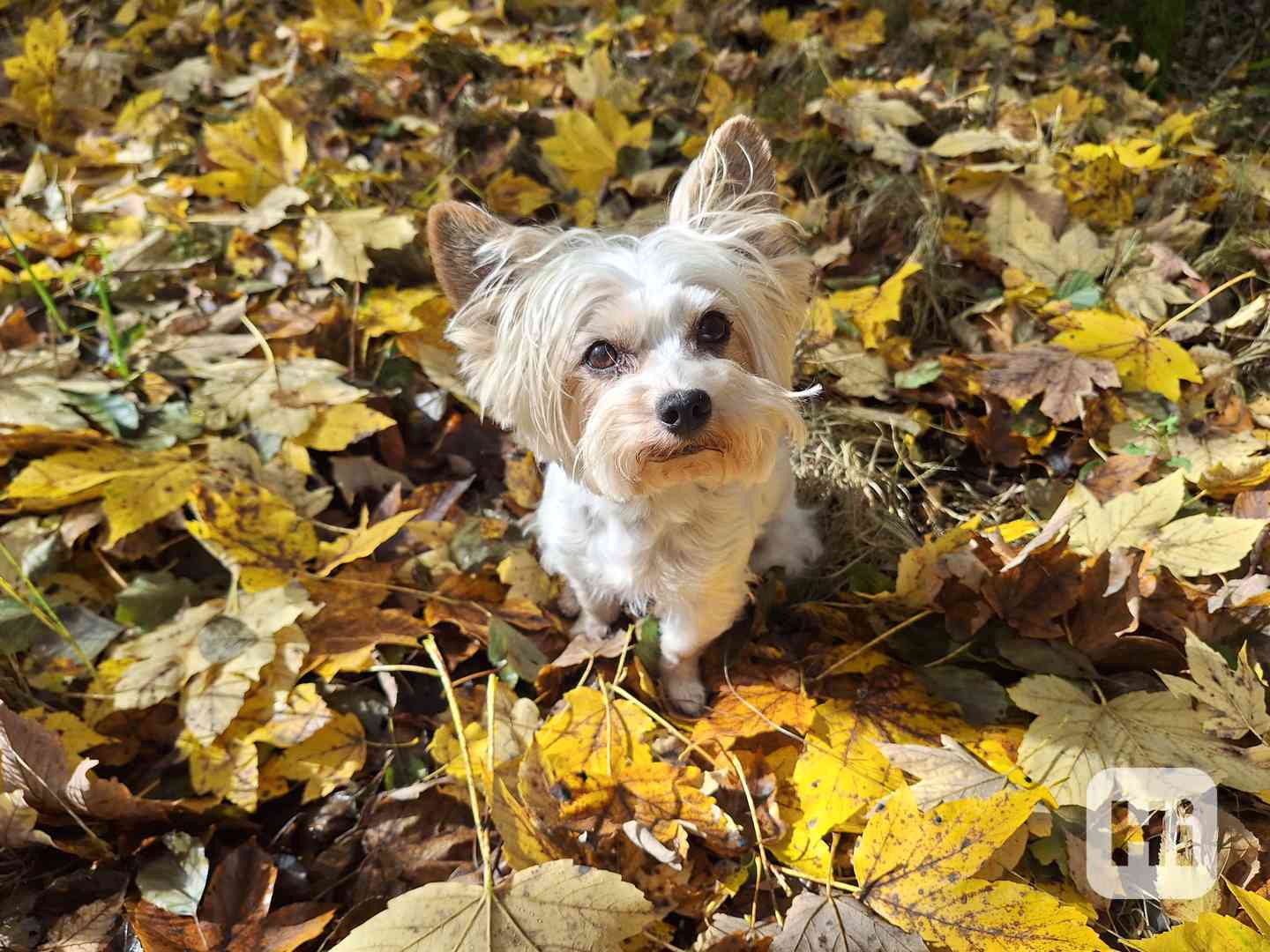 Biewer jorkšírský teriér krytí, připuštění - foto 1