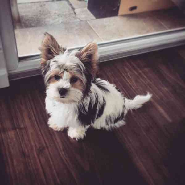 Biewer jorkšírský teriér krytí, připuštění - foto 17