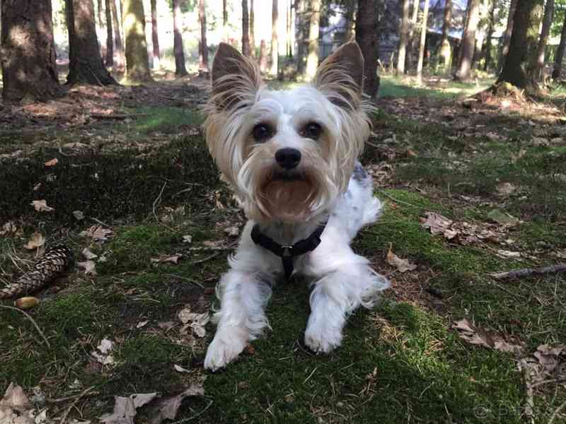 Biewer jorkšírský teriér krytí, připuštění - foto 7