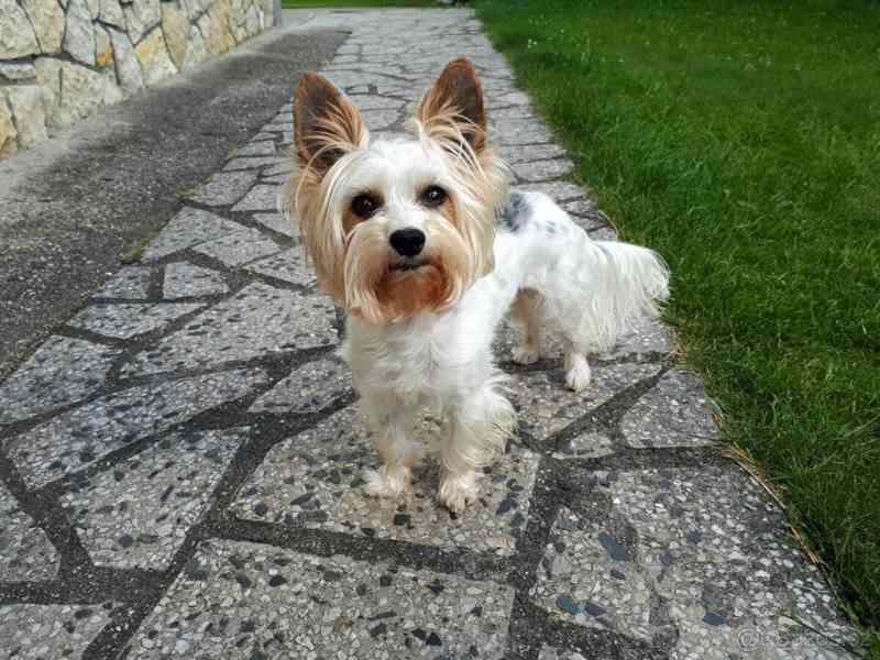 Biewer jorkšírský teriér krytí, připuštění - foto 5