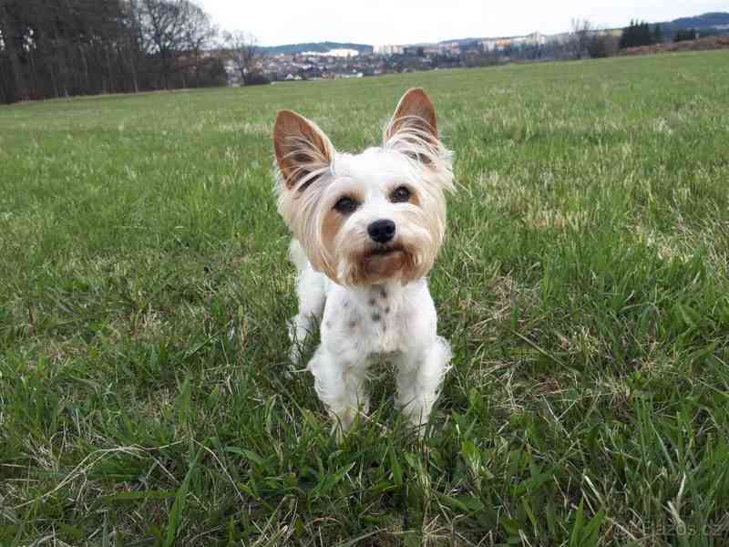 Biewer jorkšírský teriér krytí, připuštění - foto 8