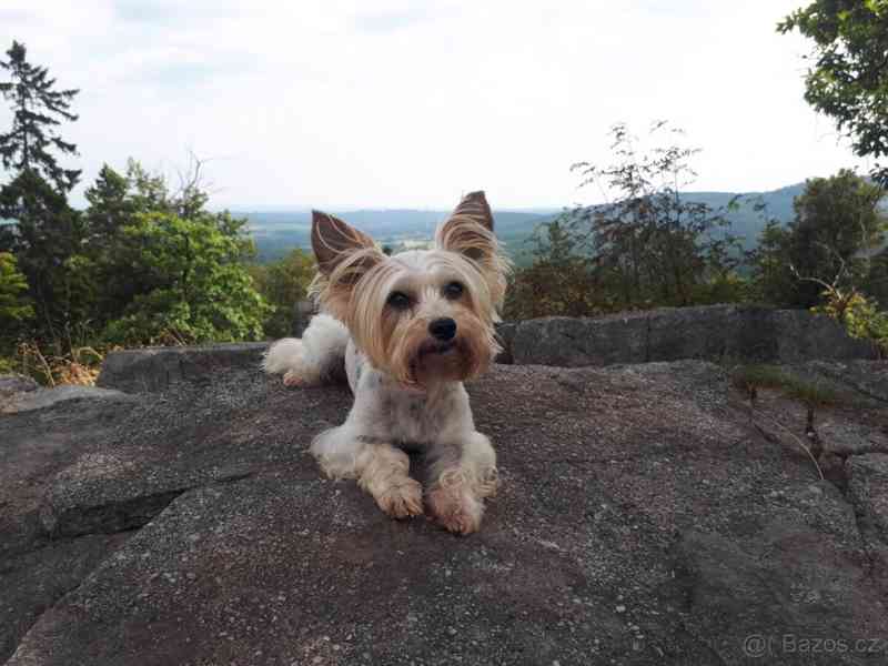 Biewer jorkšírský teriér krytí, připuštění - foto 10