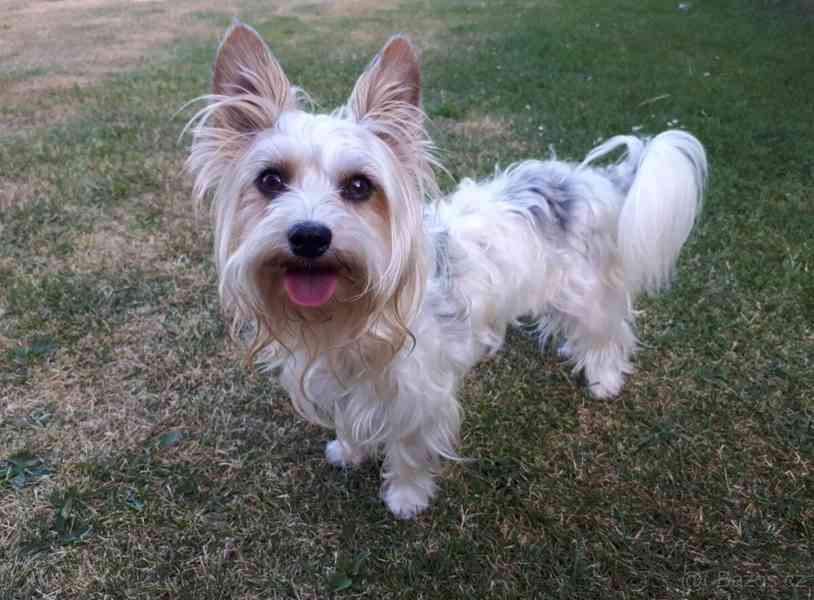 Biewer jorkšírský teriér krytí, připuštění - foto 3