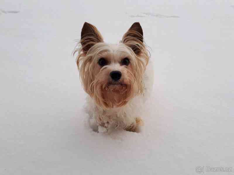 Biewer jorkšírský teriér krytí, připuštění - foto 6