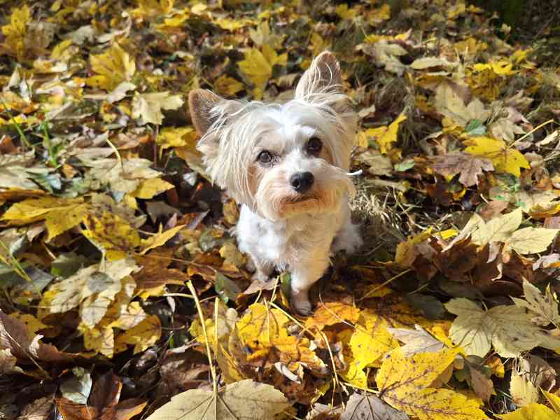 Biewer jorkšírský teriér krytí, připuštění - foto 1