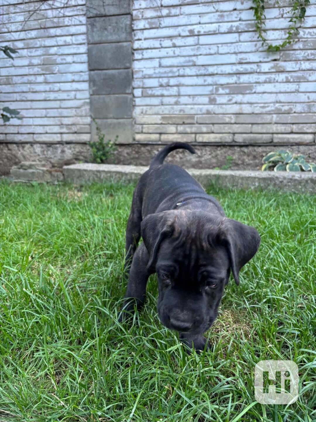 Cane corso  - foto 1