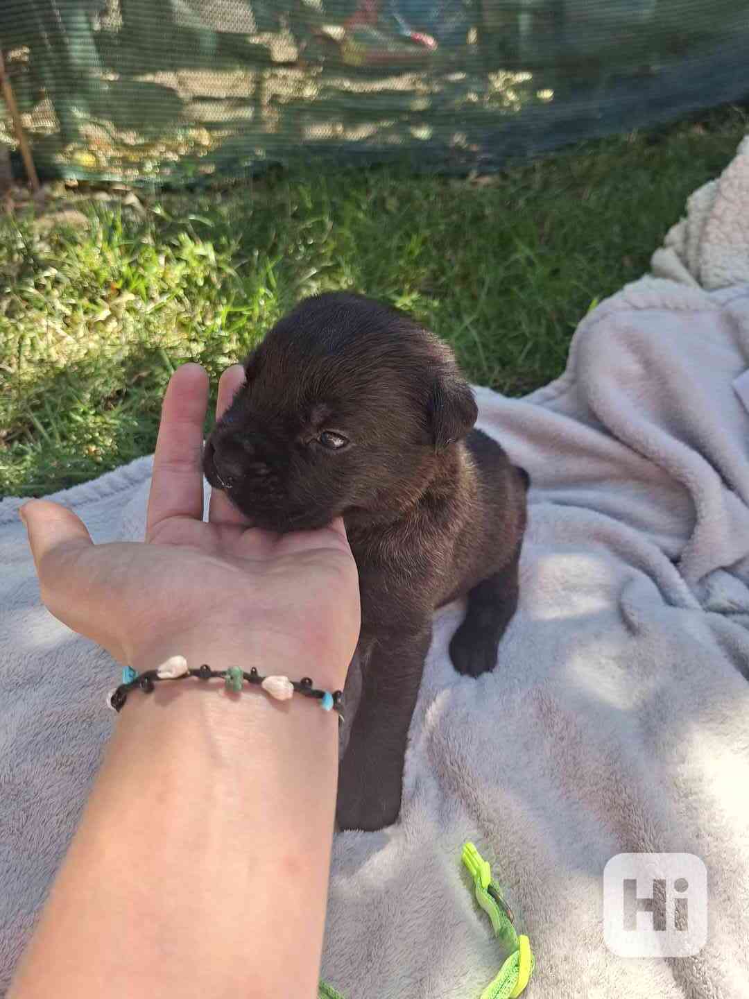 Cane corso  - foto 1