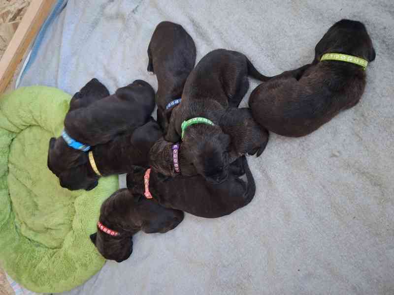 Cane corso  - foto 10