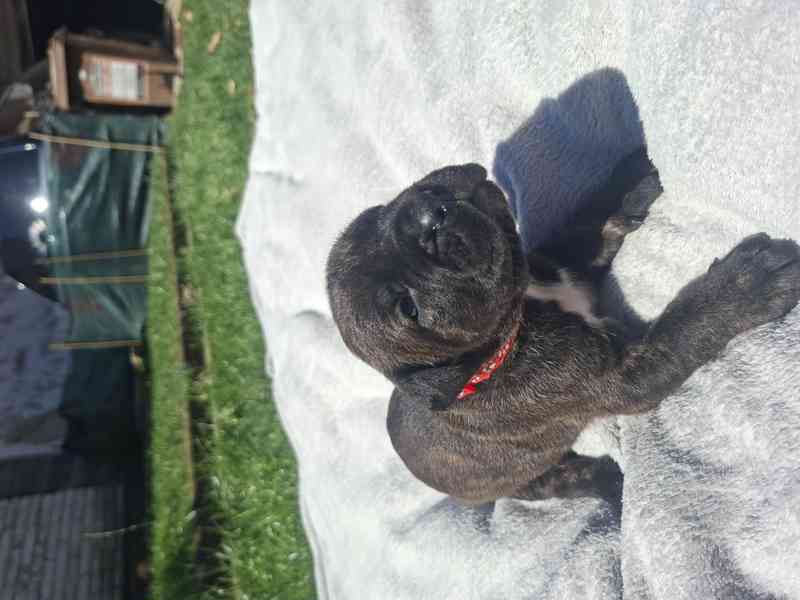 Cane corso  - foto 9